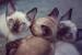 Himalayan Siamese Cat