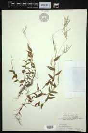 Image result for Arthraxon hispidus