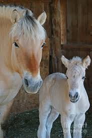 norwegian fjord mare with foal fjordpferd norweger pferde pferderassen
