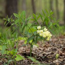 Image result for Voacanga bracteata