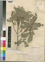 Image result for Cola clavata