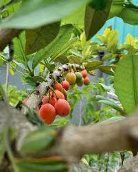 Image result for Garcinia livingstonei