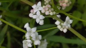 Image result for Cordylostigma virgatum