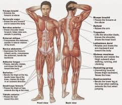 Human muscle system, the muscles of the human body that work the skeletal system, that are under voluntary control, and that are concerned with movement, posture, and smooth muscle and cardiac muscle and the physiology of muscle contraction are treated at great length in the article muscle. The Muscular System Labeled Koibana Info Human Body Muscles Human Muscular System Human Body Organs