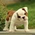 English Bulldog Puppies for Sale in Iowa, IA