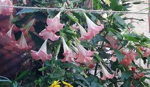 Fiore a forma di campana Brugmansia Arborea L Albero Con Le Trombe Degli Angeli