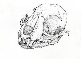 Fox Skull Scientific Illustration Skull Sketch Skull