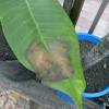 The species variously are endemic to mexico, central america and the caribbean, and as far south as brazil and north as florida. 1