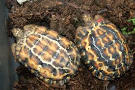 Spider Tortoise Pyxis Arachnoides Endemic To Madagascar Turtle Tortoise Tortoises