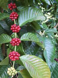 Image result for Coffea ligustroides