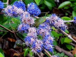 Image result for Memecylon