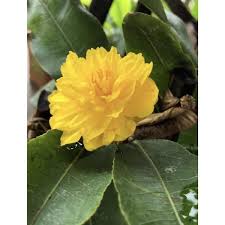 Mua Mai cúc hoàng hậu (nữ hoàng) hoa cực đẹp (mua 10 tặng 1)