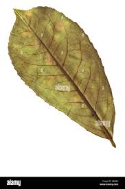 Image result for leaf shape obovate