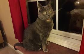 And designed some cat paw, fish, bird etc. How To Make Your Own Diy Cat Perch Hill S Pet