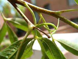 Maybe you would like to learn more about one of these? Find Trees Learn University Of Arizona Campus Arboretum