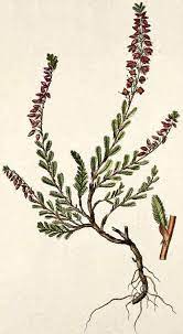 Plant Of The Month