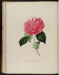 Camelia Buckliana Botanical Drawings Vintage Botanical Illustration