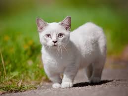 Hier erfährst du alles zum thema! Kleinwuchs Bei Katzen Was Ist Das
