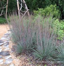 Image result for Schizachyrium brevifolium