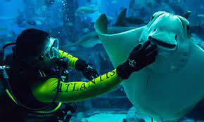 The program of diving should be possible for more than 2 or 3 days. New York City S Premier Padi 5 Star Dive Center