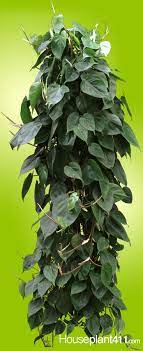 Heartleaf Philodendron Philodendron Philodendron Plant Plants