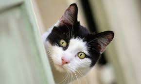 Bergeron (french origin), can either mean mountains or shepherds. Man Marries His Dying Cat The Local