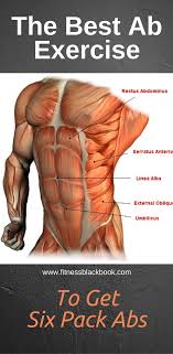 Anatomy of the abdominal cavity: Bruce Lee Abs Lee S Secret Exercise To Get Six Pack Abs Muscle Anatomy Abdominal Muscles Anatomy Anatomy
