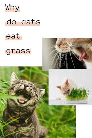Pin On Animal Love