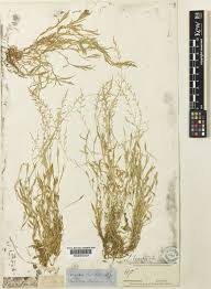 Image result for Coelachne