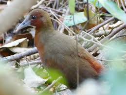 Image result for Tragia shirensis