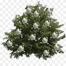 The mccartney hybrid tea rose. Arabian Jasmine Shrub Plant Tree Flower Tree Flower Rose Order Gardenia Png Pngwing