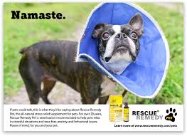 Works wonders on animals that are impatient, fearful, fear of thunder and firework, going to the vet. Bach Rescue Remedy Pet Pull Brand Design