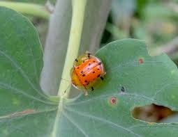 Image result for Polysphaeria harrisii