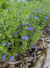 Image result for Scutellaria