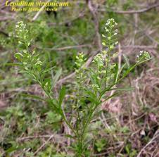 Photos Isb Atlas Of Florida Vascular Plants Florida Plants Plants Vascular Plant