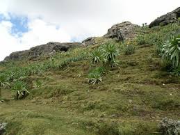 Image result for Clinopodium simense