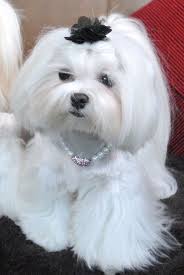 Malta Kopegi Maltese Dogs Maltese Puppy Teacup Puppies Maltese
