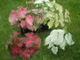 Caladium 1st 10 Plants Elephant Ear Plant Ground Cover