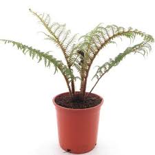 Image result for Cyathea cf. humilis