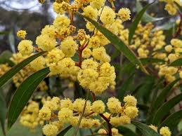 Image result for Fabaceae subfamily Mimosoideae