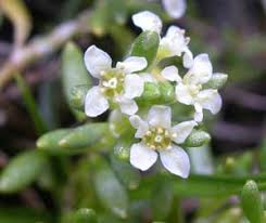 Image result for Phyllanthus ovalifolius