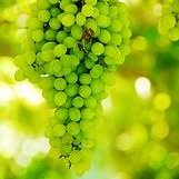 Green grapes are not very commonly used in balanced, sporty and dietary nutrition, as its high calorie content. Calories In Grapes