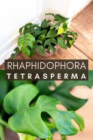Rhaphidophora Tetrasperma Mini Monstera Care Guide Plants Monstera Indoor Plants