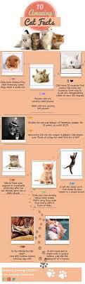 Maybe you would like to learn more about one of these? 10 Nevjerojatnih Cinjenica O Vasoj Macki Od Strane Cambridge Cat Clinic Ekolss Blog