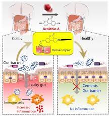 Metabolite Produced By Gut Microbiota From Pomegranates Reduces Inflammatory Bowel Disease Eurekalert Science News