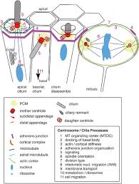 Image result for Centrostigma