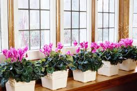 Indoor Gardening Herbs Amp Vegetables Diy True Value Projects