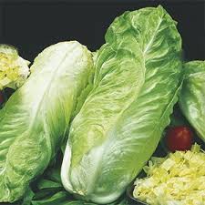 Sugar Chicory Or Chinese Cabbage Cooked Recipe Chinese Cabbage Cabbage Cooking