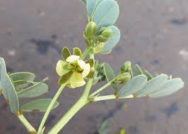 Image result for Senna italica