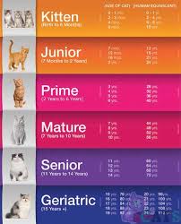 How Old Is My Cat In Cat Years Cat Ages Cat Age Chart